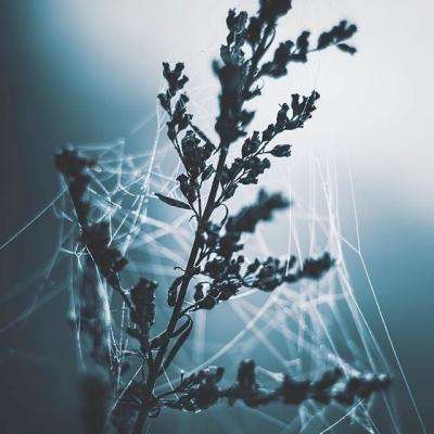 伊朗被曝拒绝与威特科夫和库什纳谈判