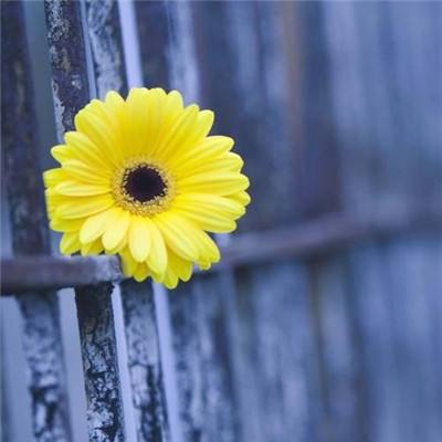 Pickering品英持续加强自动测试...