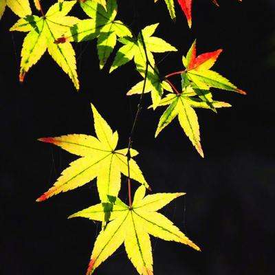 AI面试官登场 银行正经历“人机协同”数智化深潜