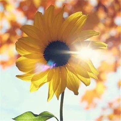 国乒最强她们最美 罗马尼亚美女成世乒赛颜值担当